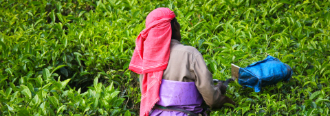 Tea Picking